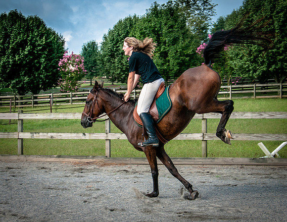 Horses-0286