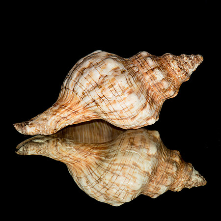 shells-5788
