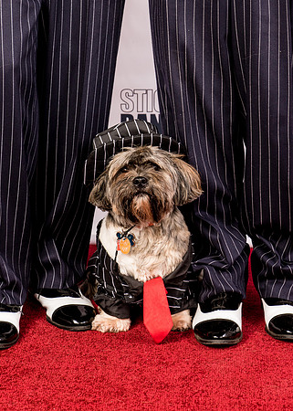 Dog Costume-0199