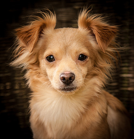 Dog Costume-2206