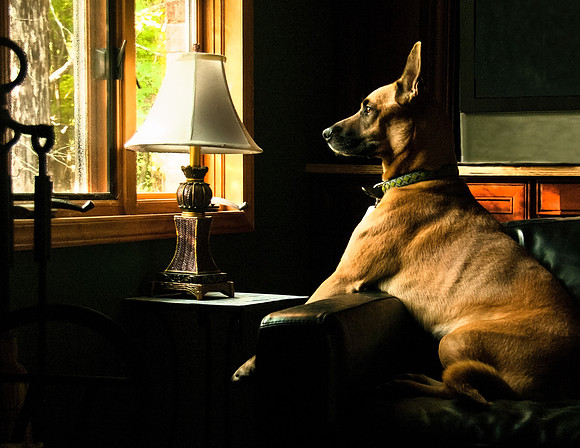 dog-2