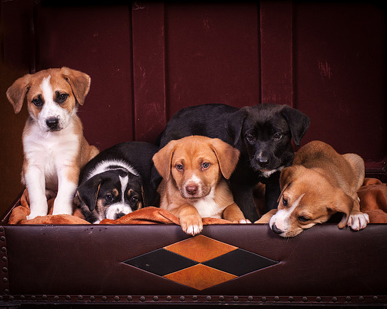Checker puppies-9643