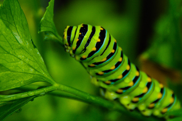 macro-2072