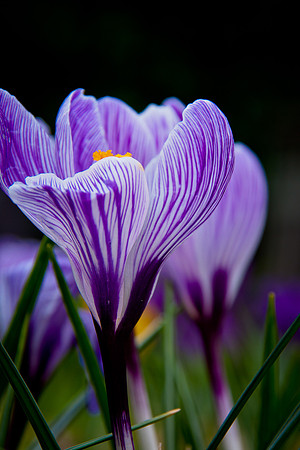 spring-0698