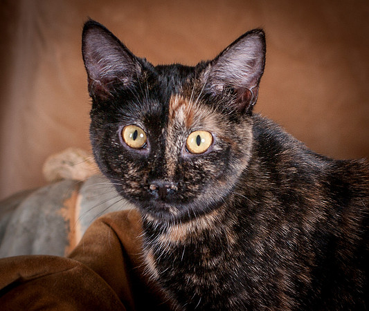 Calendar Cats-5749