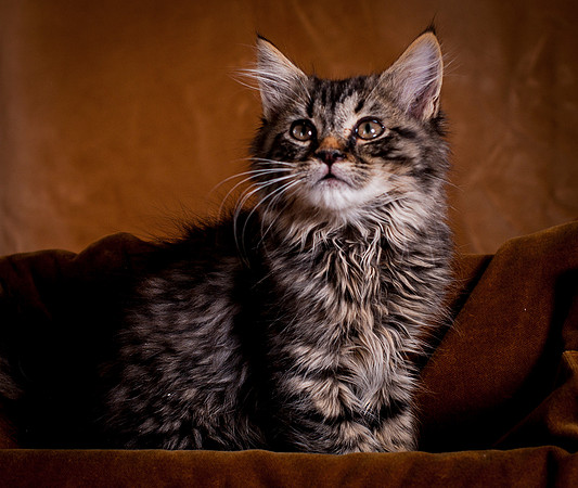 Calendar Cats-5760