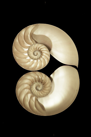 Shell-5274