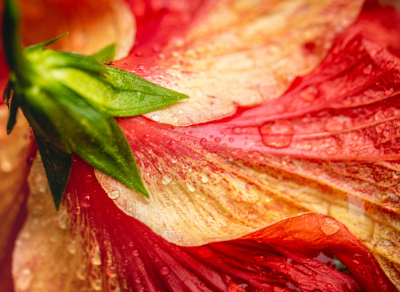 flower-0378