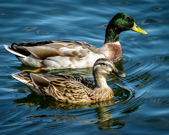 Ducks-1029