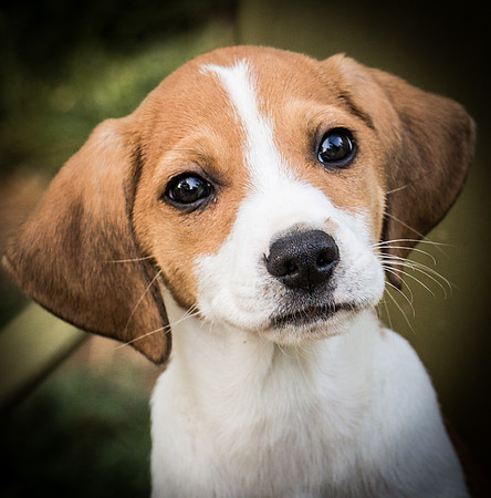 Pets and People-3624
