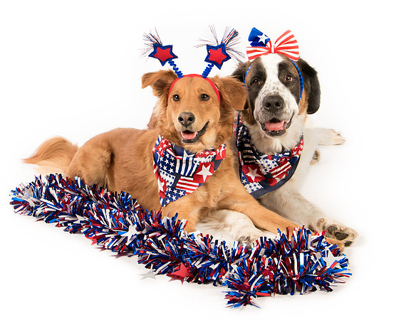 Dogs-8314