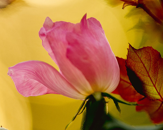 Flowers-6366