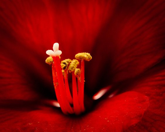 Flowers-6518