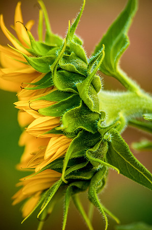 sunflowers-2081