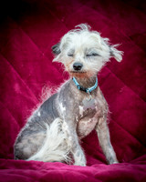 Foster Freckles-5392