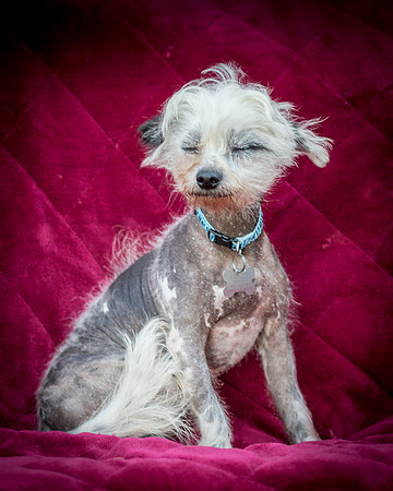 Foster Freckles-5392