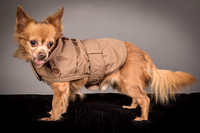 Foster Pancho-9468