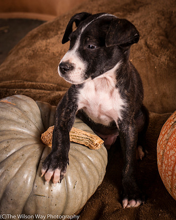 Foster Bennett-6358