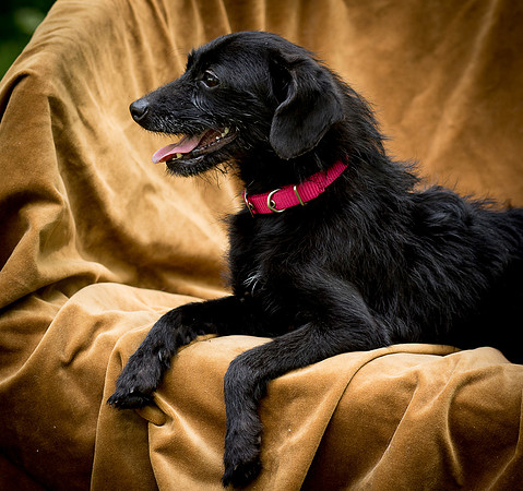 Foster Noche-0787