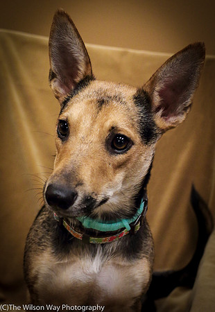 Foster Hula-0994