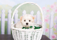 2016Mar13_4688 foster