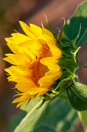 sunflowers-1867