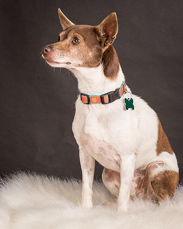 Foster Gus-0313