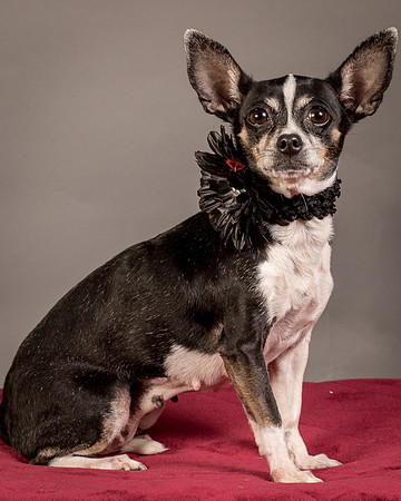 Foster Justice-4705