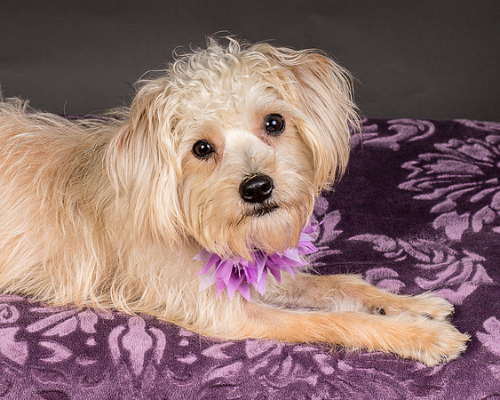 Foster Henrietta-8553