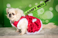 GCSPCA Fosters
