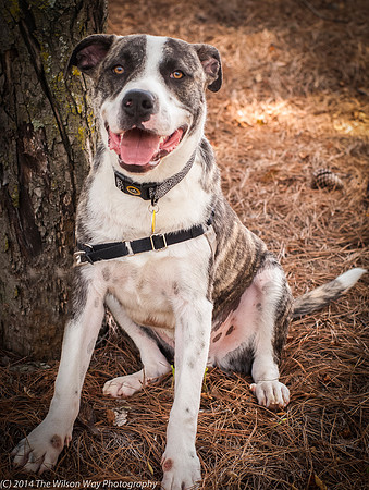 Foster Louie-9709