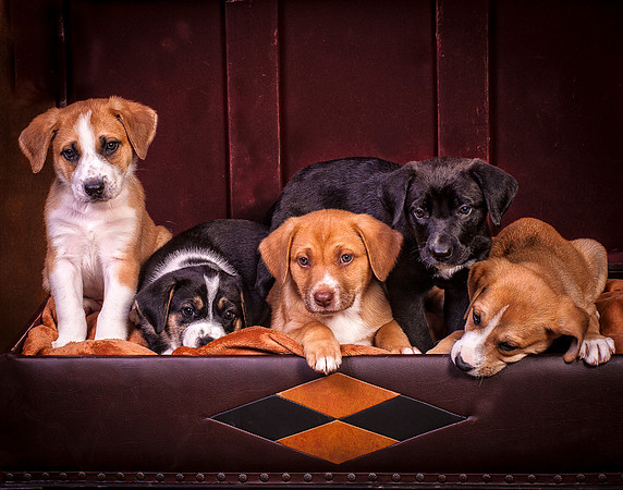 puppies2-9643
