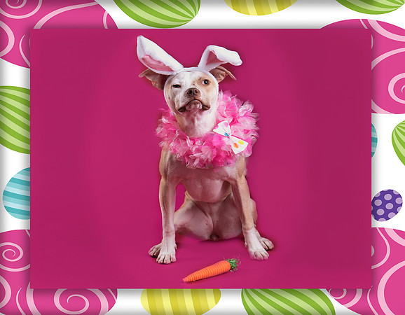 GCSPCA Calendar-April