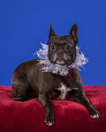Slattery-Bella-9985