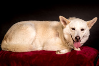 Foster Apache-0536