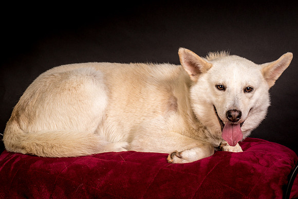 Foster Apache-0536
