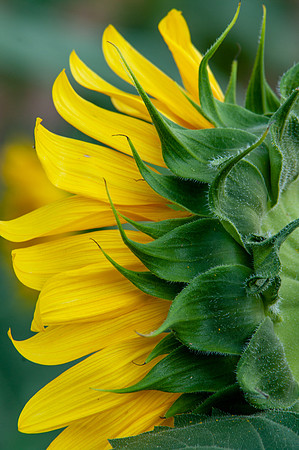 sunflowers-1970