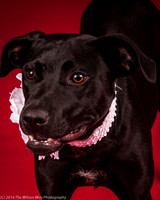 Carlee-6379