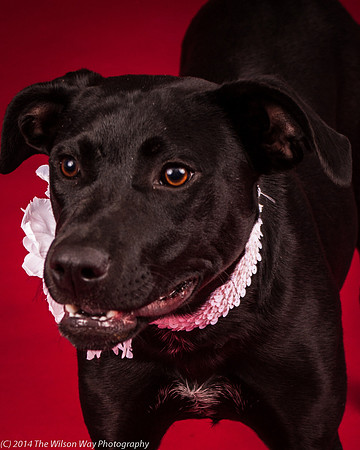 Carlee-6379