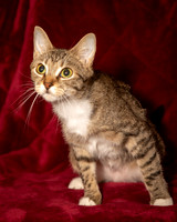 Foster Danni-9466