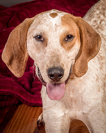 Foster Memphis-3045