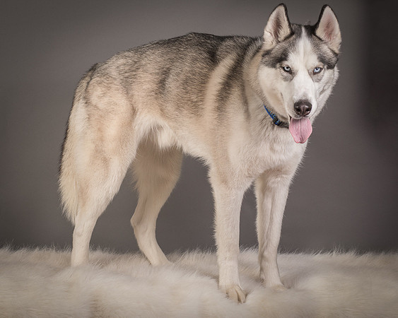 Foster Aspen-7638