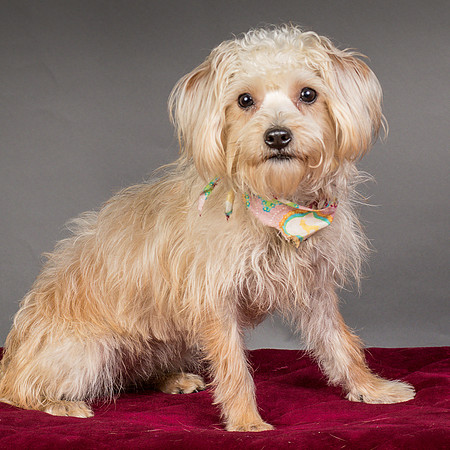 Foster Henrietta-8435