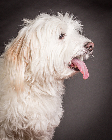 Foster Frosty-0580