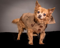 Foster Pancho-9448