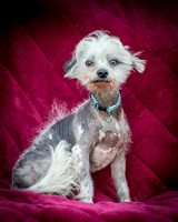 Foster Freckles-5381