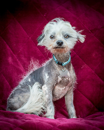 Foster Freckles-5381
