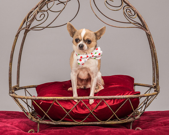 Foster Skippy-2264