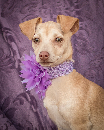 Foster Beatriz-7826