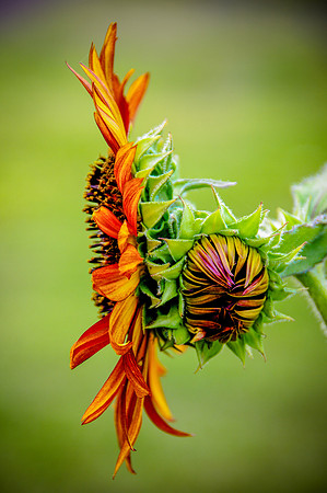 sunflowers-9282